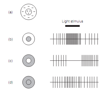 507_Horizontal cells and lateral inhibition.png